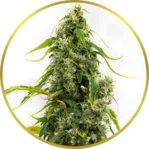 Tangie Feminized Seeds for sale from Homegrown