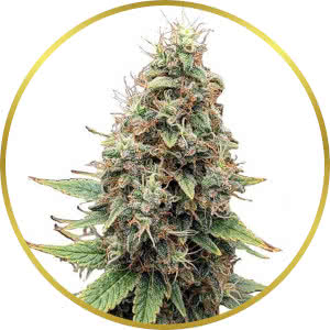 Tangie Feminized Seeds for sale from ILGM