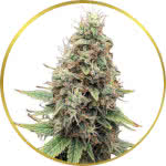 Tangie Feminized Seeds for sale USA