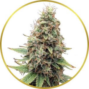 Tangie marijuana strain