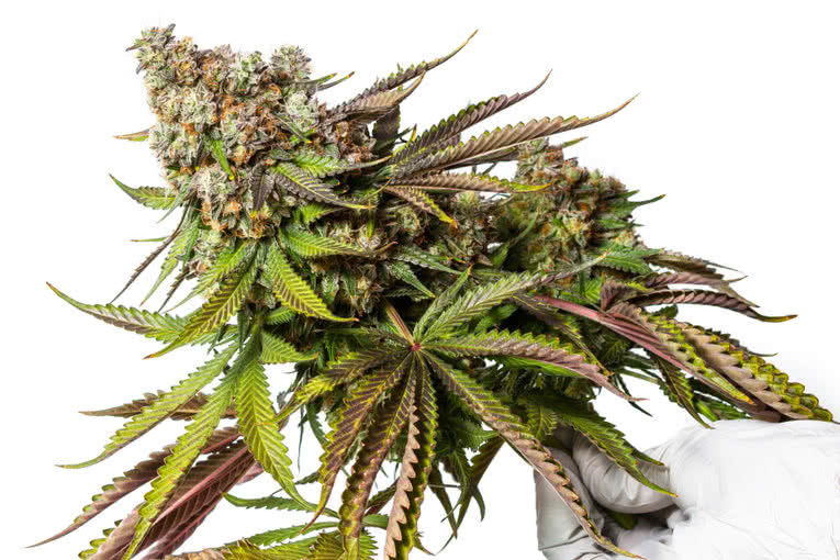 Top 10 Best Lists of Marijuana Strains by Category