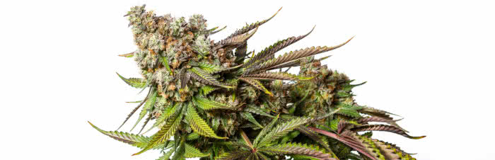 Top 10 Best Lists of Marijuana Strains by Category