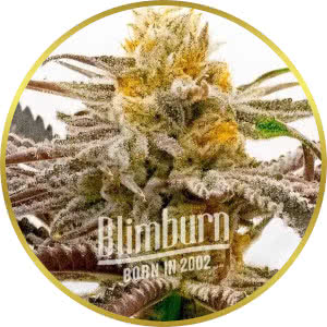 Tropicana Cookies Feminized Seeds for sale from Blimburn