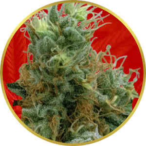 Tropicana Cookies Feminized Seeds for sale from Crop King