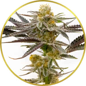 Tropicana Cookies Feminized Seeds for sale from Homegrown