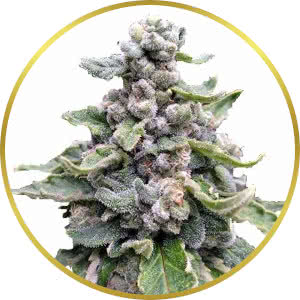 Tropicana Cookies Feminized Seeds for sale from ILGM