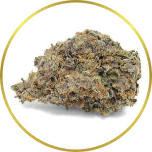 Tropicana Cookies Feminized Seeds for sale from SeedSupreme
