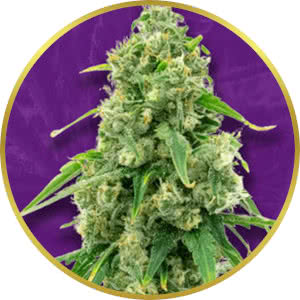 Wedding Cake Autoflower Feminized Seeds for sale from Crop King
