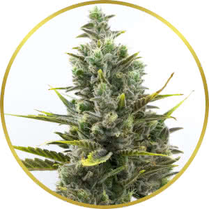 Wedding Cake Autoflower Feminized Seeds for sale from Homegrown