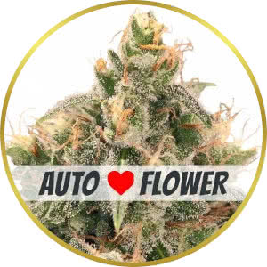 Wedding Cake Autoflower Feminized Seeds for sale from ILGM