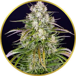 Wedding Cake Autoflower Feminized Seeds for sale from Seedsman by Barney's Farm