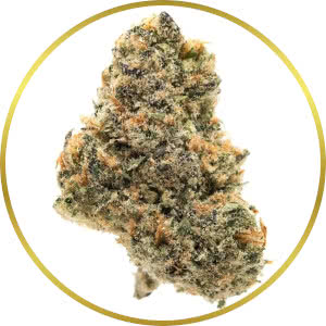 Wedding Cake Autoflower Feminized Seeds for sale from SeedSupreme