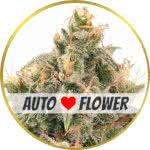 Wedding Cake Autoflower Seeds for sale USA