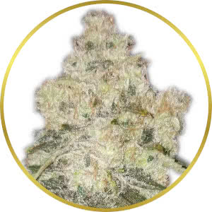 White Widow Autoflower strain bud closeup