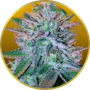 White Widow Autoflower Feminized Seeds for sale from Crop King