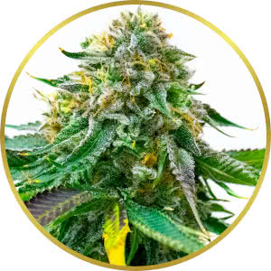 White Widow Autoflower Feminized Seeds for sale from Homegrown