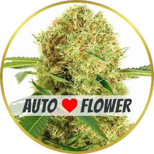 White Widow Autoflower Feminized Seeds for sale from ILGM