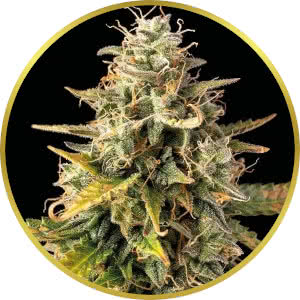 White Widow Autoflower Feminized Seeds for sale from Seedsman