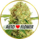 White Widow Autoflower Seeds for sale USA