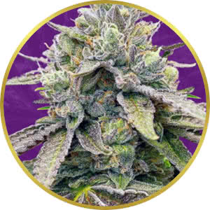 Zkittlez Autoflower Feminized Seeds for sale from Crop King