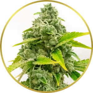 Zkittlez Autoflower Feminized Seeds for sale from Homegrown