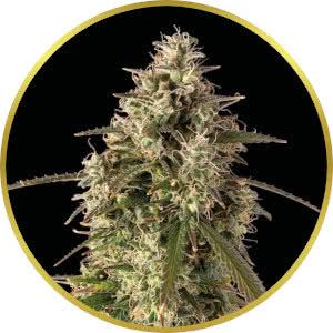 Zkittlez Autoflower Feminized Seeds for sale from Seedsman