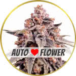 Zkittlez Autoflower Seeds for sale USA