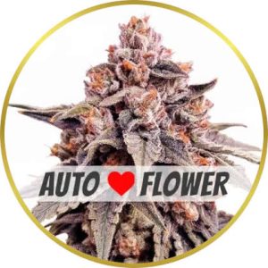 Zkittlez Autoflower marijuana strain