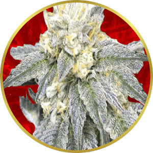 Zkittlez Feminized Seeds for sale from Crop King