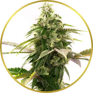 Zkittlez Feminized Seeds for sale from Homegrown