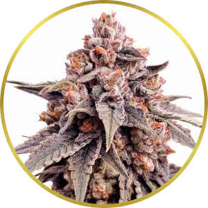 Zkittlez Feminized Seeds for sale from ILGM