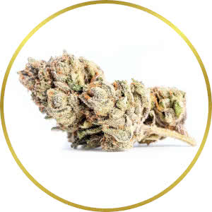 Zkittlez Feminized Seeds for sale from SeedSupreme