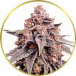 Zkittlez Feminized Seeds for sale USA