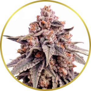 Zkittlez marijuana strain