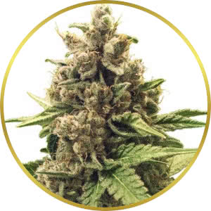 Apple Fritter Feminized Seeds for sale from Seedsman by Royal Queen Seeds