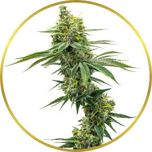 Apple Fritter Autoflower Seeds for sale from Homegrown