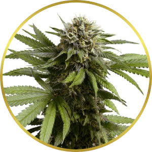 Apple Fritter Autoflower Seeds for sale from Seedsman by Royal Queen Seeds