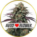 Apple Fritter Autoflower Seeds for sale USA