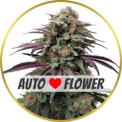 Apple Fritter Autoflower marijuana strain