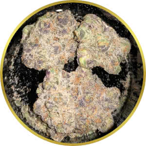 Apple Fritter strain bud closeup