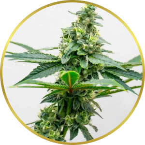 Apple Fritter Feminized Seeds for sale from Homegrown
