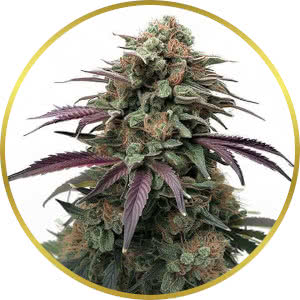Apple Fritter Feminized Seeds for sale from ILGM