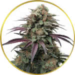 Apple Fritter Feminized Seeds for sale USA