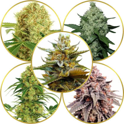 Top 10 Best Cannabis Strains to Grow at Home