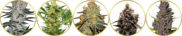 top-rated list of the best autoflower seeds available online