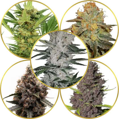 Top 10 Best Autoflower Marijuana Seeds to Grow