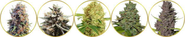 ranked list of the bestselling marijuana strains online
