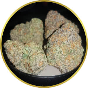 Biscotti Autoflower strain bud closeup