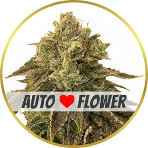 Biscotti Autoflower Seeds for sale from ILGM