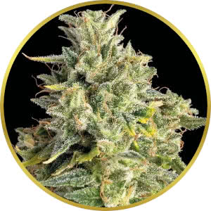 Biscotti Autoflower Seeds for sale from Seedsman